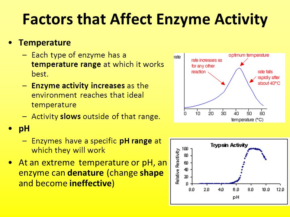 Factors affecting the rate of enzyme